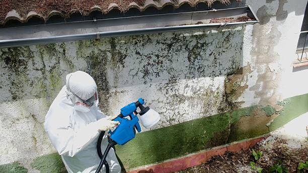 Top rated local Mold Remediation specialists in Brandenburg, KY